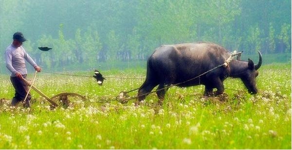 農村老齡化快于城市：種1畝地收入≈城里打工1周