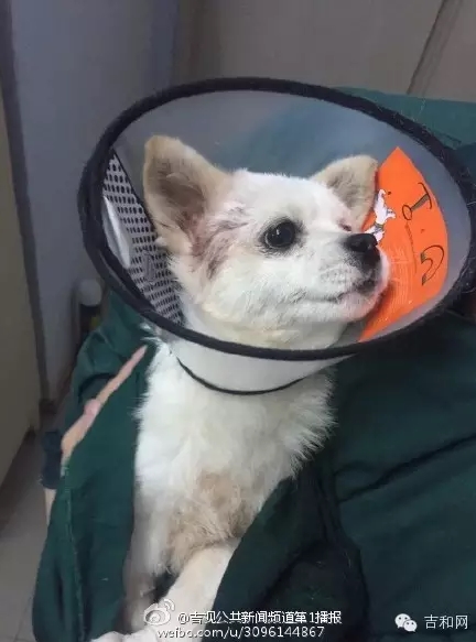 長春女子虐狗事件刷爆朋友圈：愛狗人士憤怒討伐