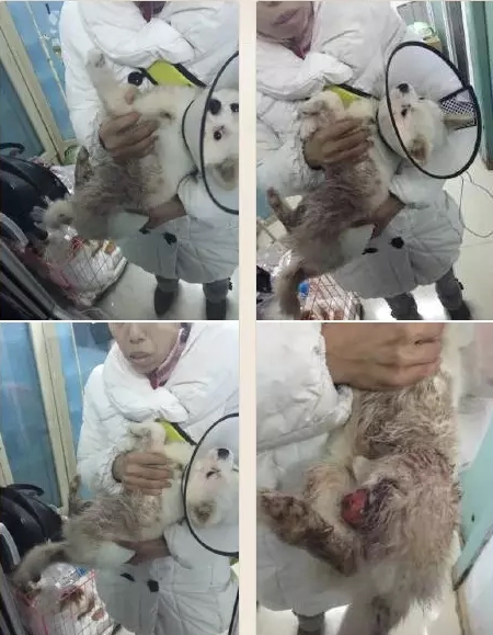 長春女子虐狗事件刷爆朋友圈：愛狗人士憤怒討伐