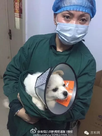 長春女子虐狗事件刷爆朋友圈：愛狗人士憤怒討伐