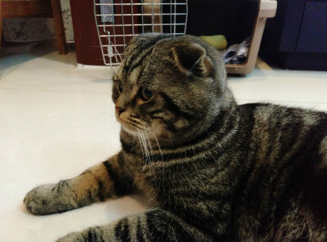 樣張秀:看鋒尚MAX隨拍摩卡/奧利奧的1天