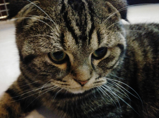 樣張秀:看鋒尚MAX隨拍摩卡/奧利奧的1天