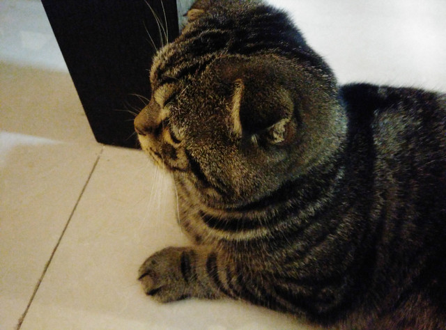 樣張秀:看鋒尚MAX隨拍摩卡/奧利奧的1天