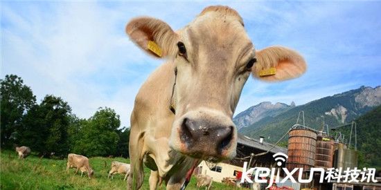 奶牛們嫉妒人類要求用上可穿戴產品:它們如愿以償了!