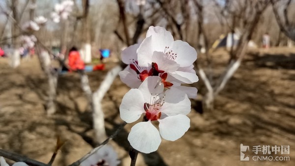 金立S8精彩樣張賞析(2)_金立S8第2張圖