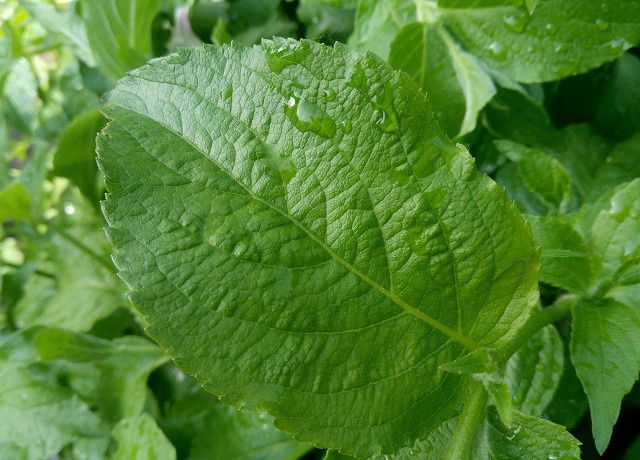 PDAF相位對(duì)焦 魅藍(lán)3拍照評(píng)測(cè)