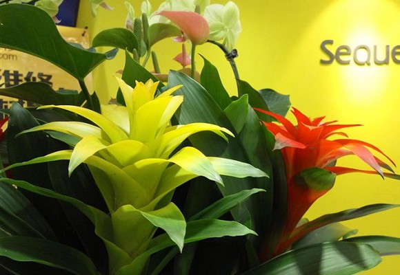 相機PK 榮耀5C和紅米Note3拍照樣張對比