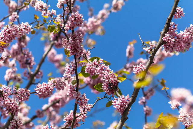 留住春天的色彩 佳能EOS 80D試用體驗