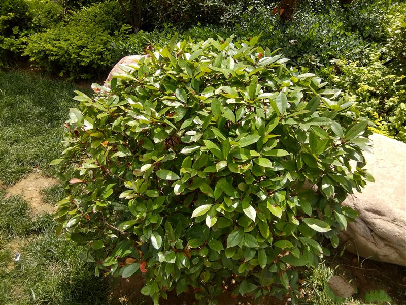 6.44寸黃金大屏！小米Max深度評測：續(xù)航驚人