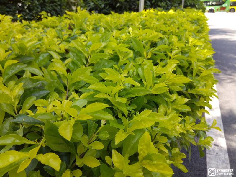 給你1999元買小米5還是小米Max 小米Max評測