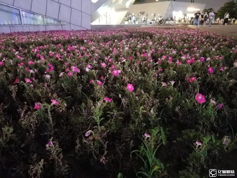 華為P9/三星 S7 edge拍照對比評測