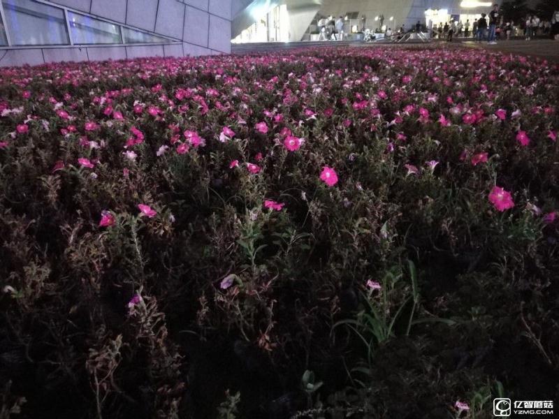 華為P9/三星 S7 edge拍照對比評測