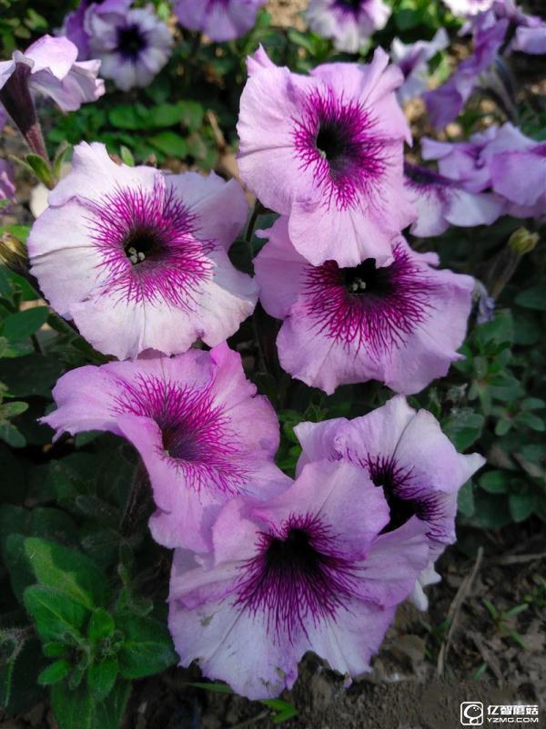 ZUK Z2 Pro旗艦版深度評測：0.05mm全球最窄黑邊！