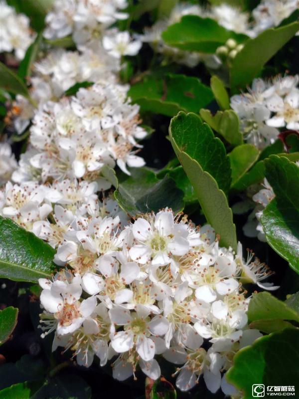 ZUK Z2 Pro旗艦版深度評測：0.05mm全球最窄黑邊！