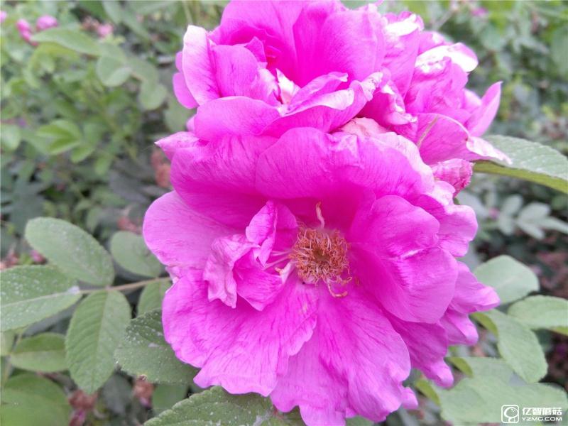 流暢不卡頓才是真的好 聯想ZUK Z2評測