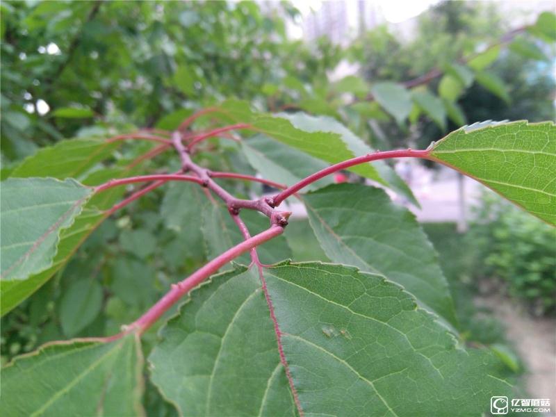 流暢不卡頓才是真的好 聯想ZUK Z2評測