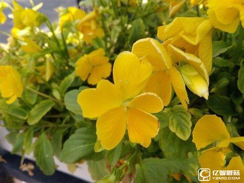 榮耀暢玩5A怎么樣 榮耀暢玩5A評測