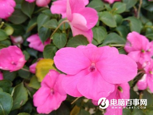 榮耀暢玩5A怎么樣  榮耀暢玩5A評(píng)測(cè)