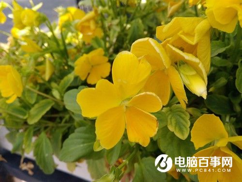 榮耀暢玩5A怎么樣  榮耀暢玩5A評(píng)測(cè)