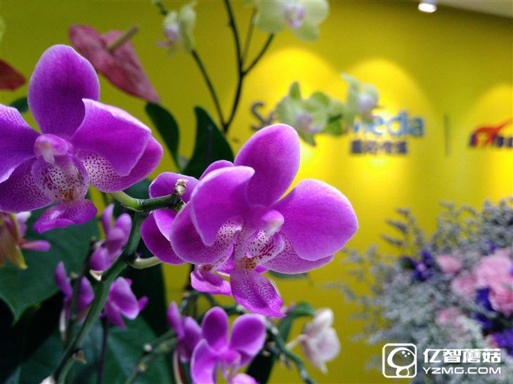 入門機型新選擇 榮耀暢玩5A上手體驗