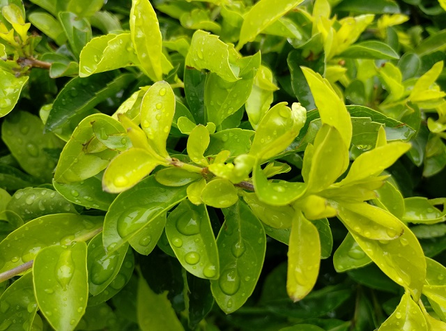 一加手機3拍照樣張圖賞