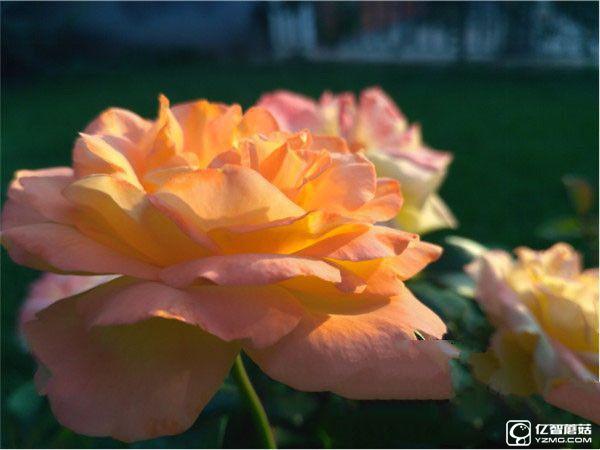 紅米手機3S/紅米Note 3/紅米手機3標準版/高配版對比