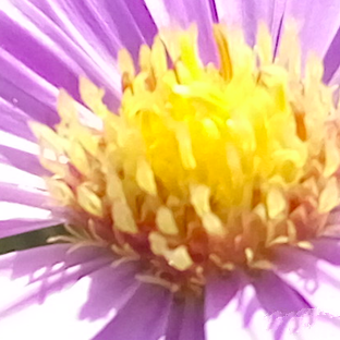 尖phone對決:榮耀5A PK 紅米Note 3(暫不發布)