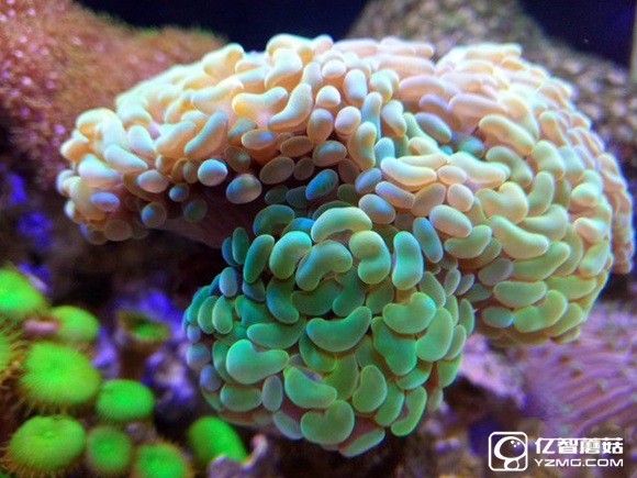 koobee酷比MAX5全面評測：薄快持久 