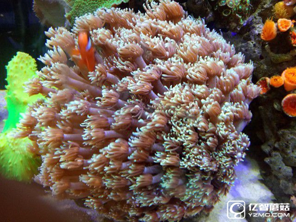 koobee酷比MAX5全面評測：薄快持久 