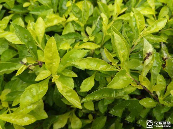 暢快長續航  360手機N4S評測