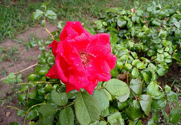 魅族MX6值得買嗎?魅族MX6深度評測