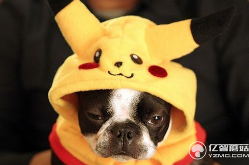 寵物界的<a href=/smart/chuandai/ target=_blank class=infotextkey>智能穿戴</a>設備   萌寵必備