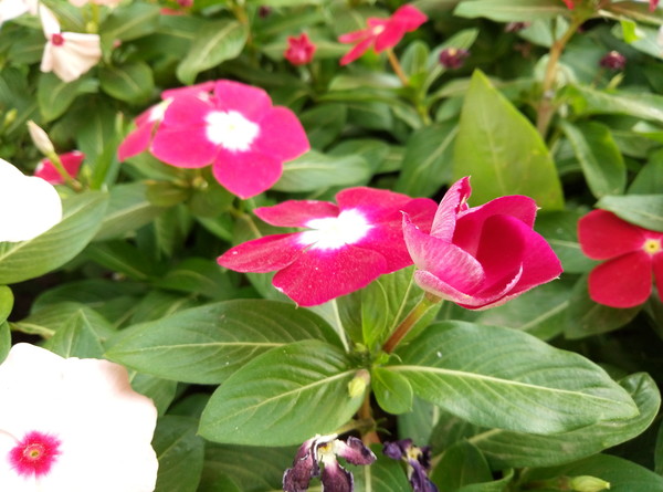 魅藍Max拍照怎么樣 樣張體驗評測