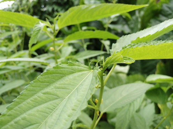 后置雙攝像頭 360手機Q5拍照評測