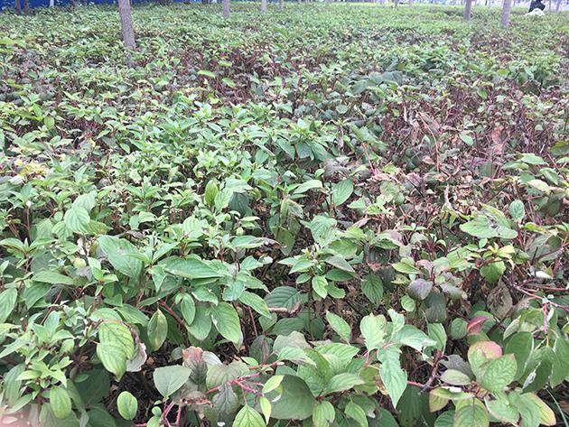 iPhone7怎么樣 iPhone7首發(fā)評(píng)測(cè)