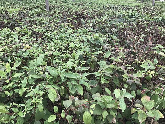 iPhone7怎么樣 iPhone7首發(fā)評(píng)測(cè)