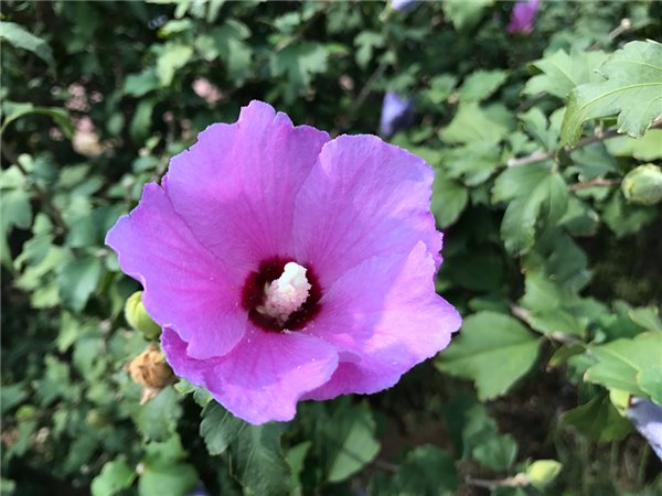 iPhone7/7 Plus評測:依然是目前體驗(yàn)最好的手機(jī)