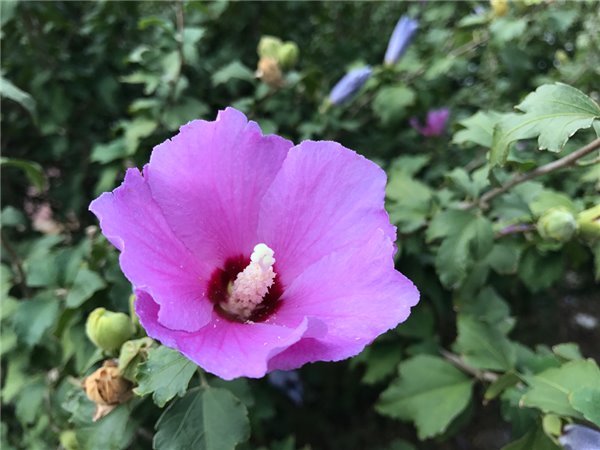 iPhone7/7 Plus評測:依然是目前體驗(yàn)最好的手機(jī)