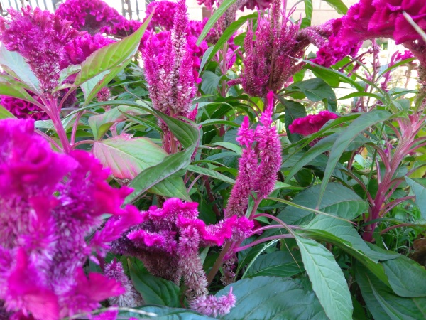 ZUK Z2和紅米Pro拍照哪個(gè)好？樣張區(qū)別對(duì)比