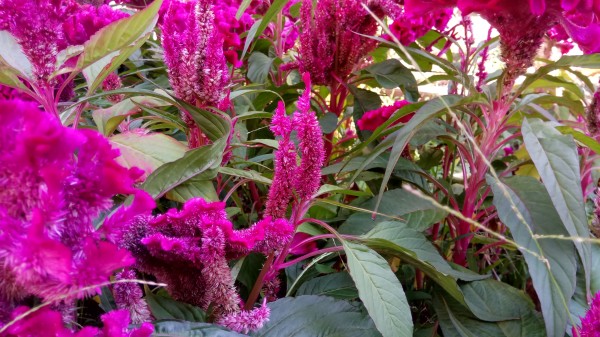 ZUK Z2和紅米Pro拍照哪個(gè)好？樣張區(qū)別對(duì)比