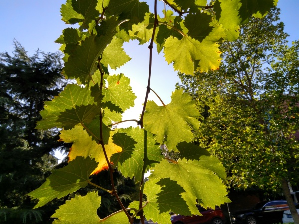 ZUK Z2和紅米Pro拍照哪個(gè)好？樣張區(qū)別對(duì)比