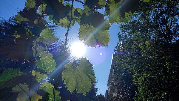 ZUK Z2和紅米Pro拍照哪個(gè)好？樣張區(qū)別對(duì)比