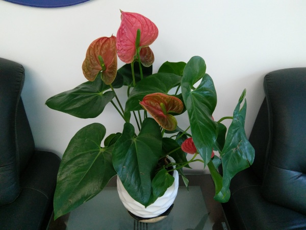 ZUK Z2和紅米Pro拍照哪個(gè)好？樣張區(qū)別對(duì)比