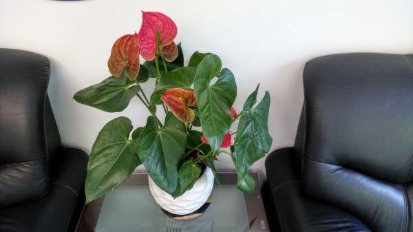 ZUK Z2和紅米Pro拍照哪個(gè)好？樣張區(qū)別對(duì)比