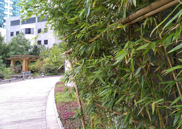 錘子M1L值得買嗎？錘子M1L評(píng)測(cè)