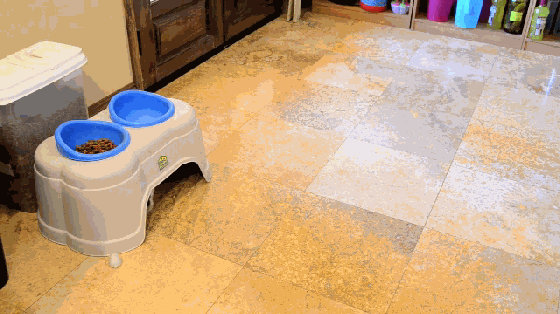 大膽鏟屎官 還不快給喵大人奉上這個智能逗貓器