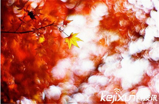 如何拍攝出美麗漂亮的虛化照片:焦外成像的核心