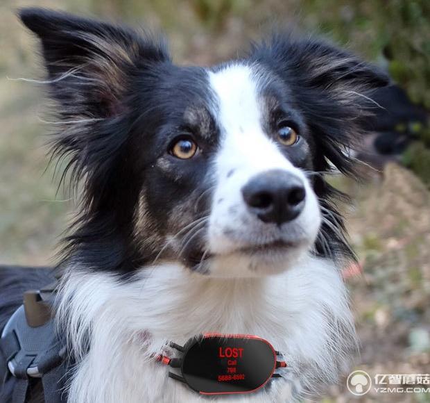 養狗的沒買這個項圈 別說你會和狗狗溝通