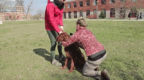 養狗的沒買這個項圈 別說你會和狗狗溝通