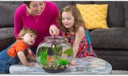 這款智能魚缸養魚都不用換水!懶人必備